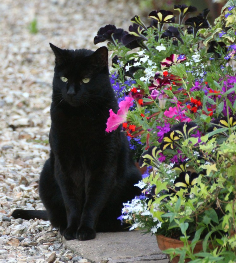 Кот с венком на голове