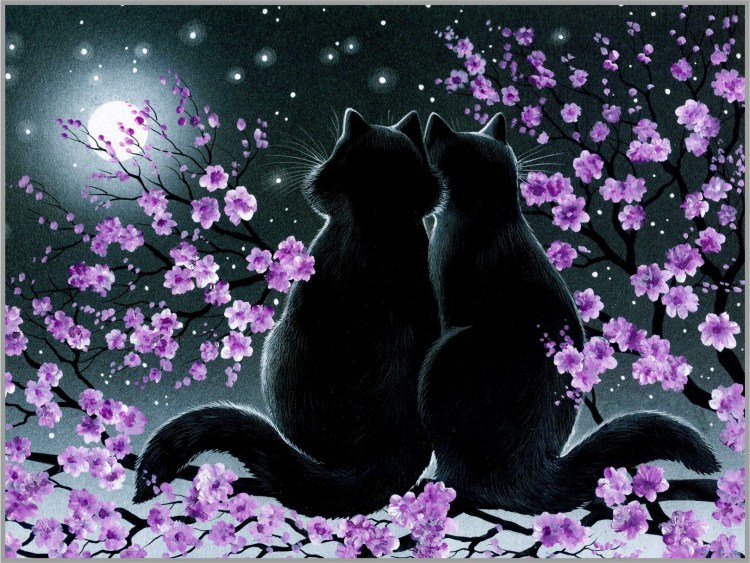 Черные коты много