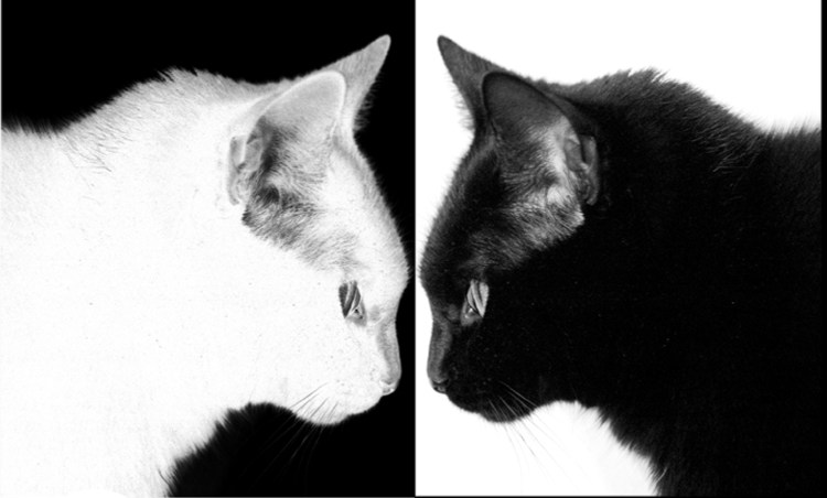 Кот поздравляет