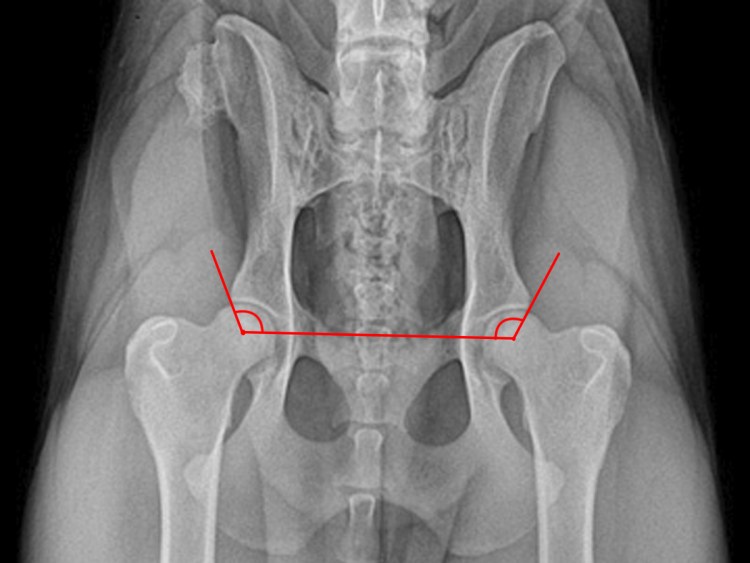 Дисплазия ТБС У собак рентген