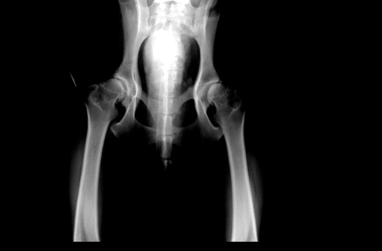 Дисплазия тазобедренного сустава у Кане Корсо