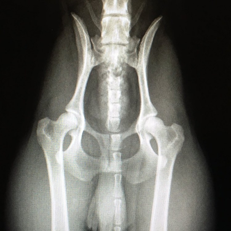 Дисплазия тазобедренных суставов у Мейн кунов