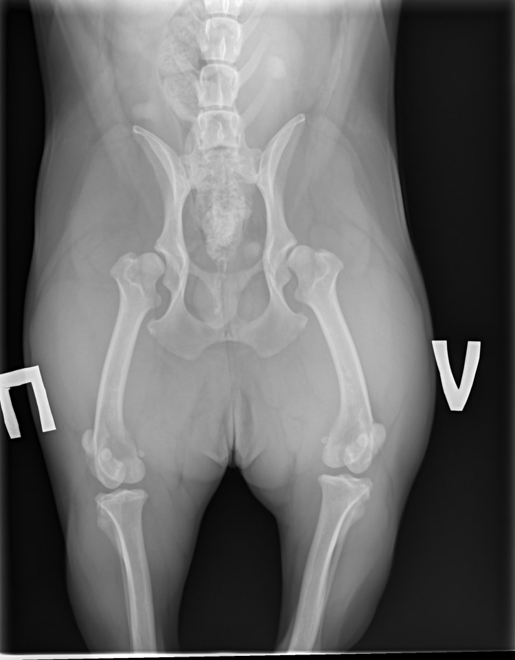 Прогрессирующий артрит у животных это