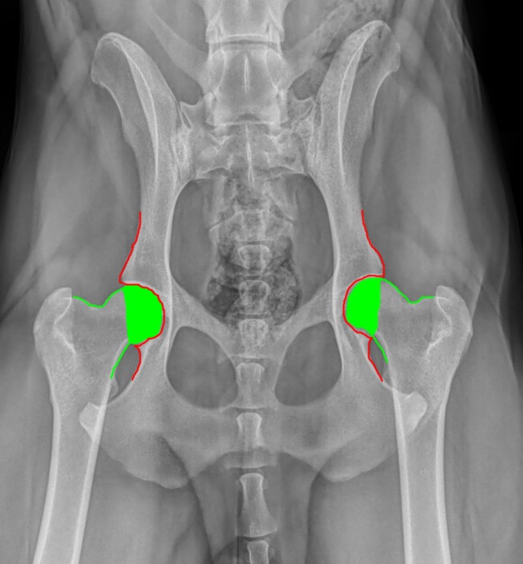 Дисплазия ТБС У собак рентген