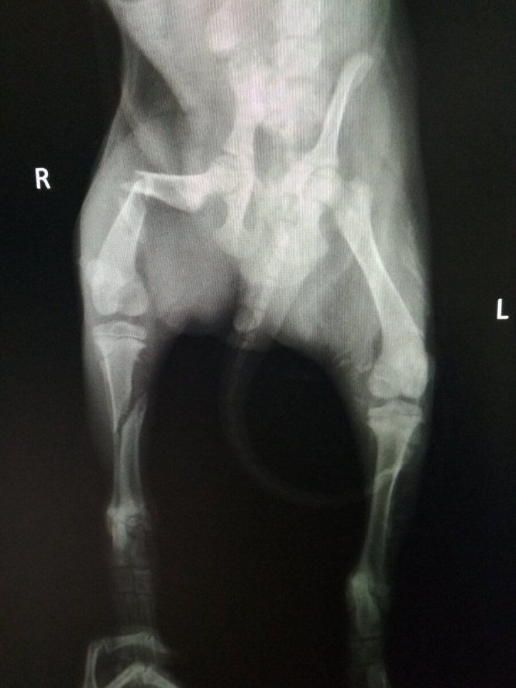 Локтевой сустав собаки рентген норма