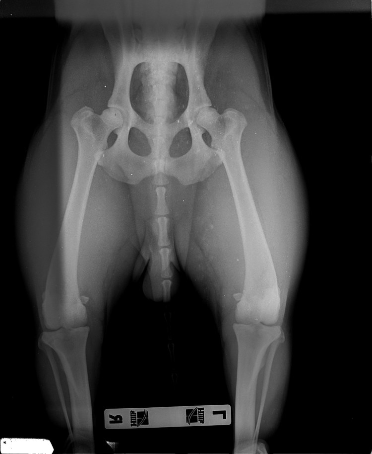 Хондродистрофия шотландских вислоухих кошек