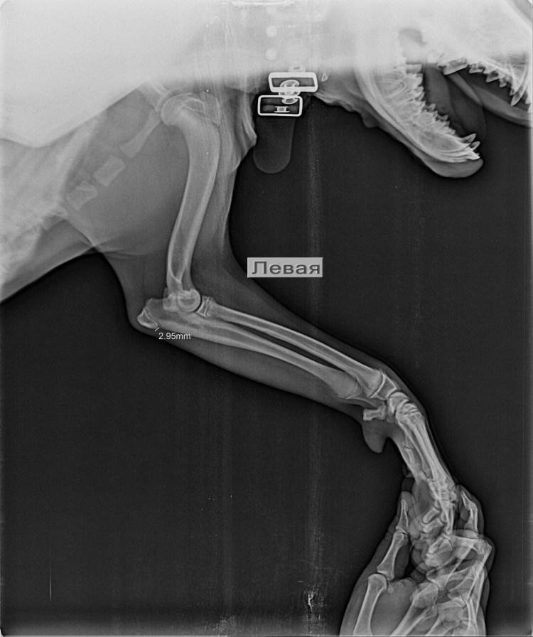 Болезнь шотландских вислоухих остеохондродисплазия