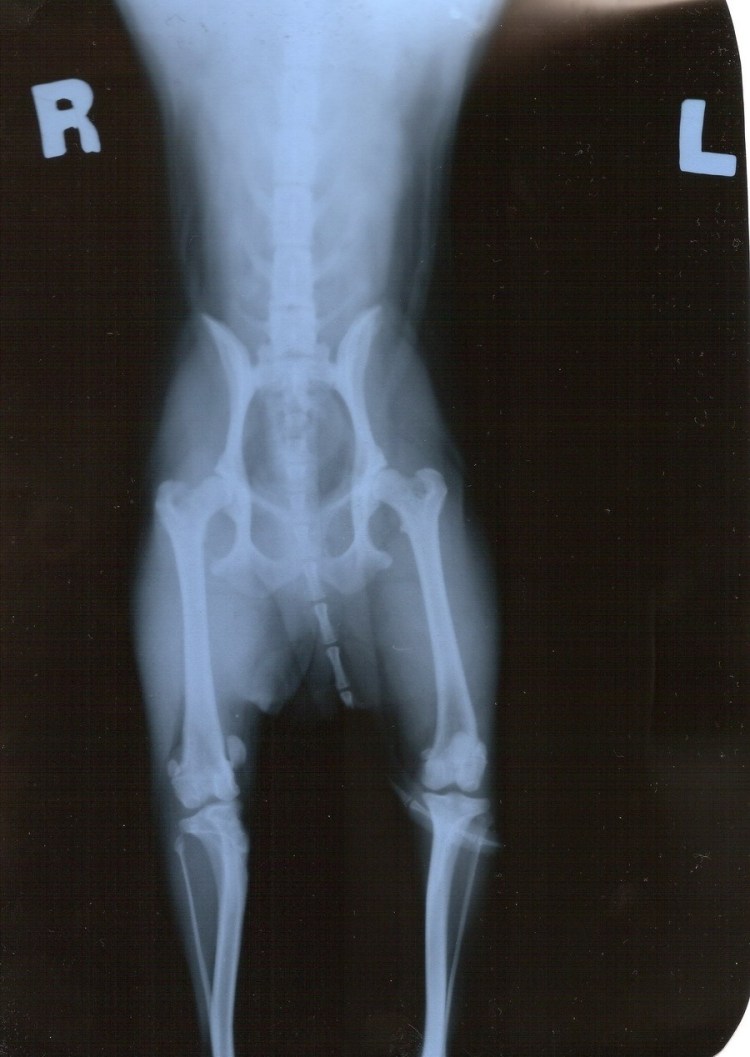 Рентген суставов щенка 2 месяца