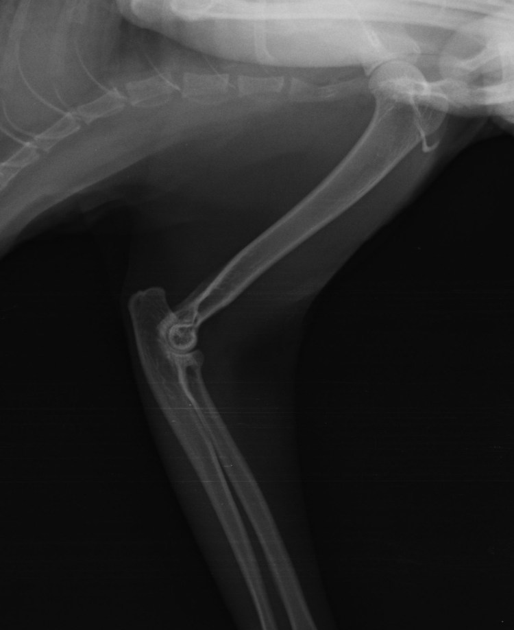 Артрит коленного сустава у собак