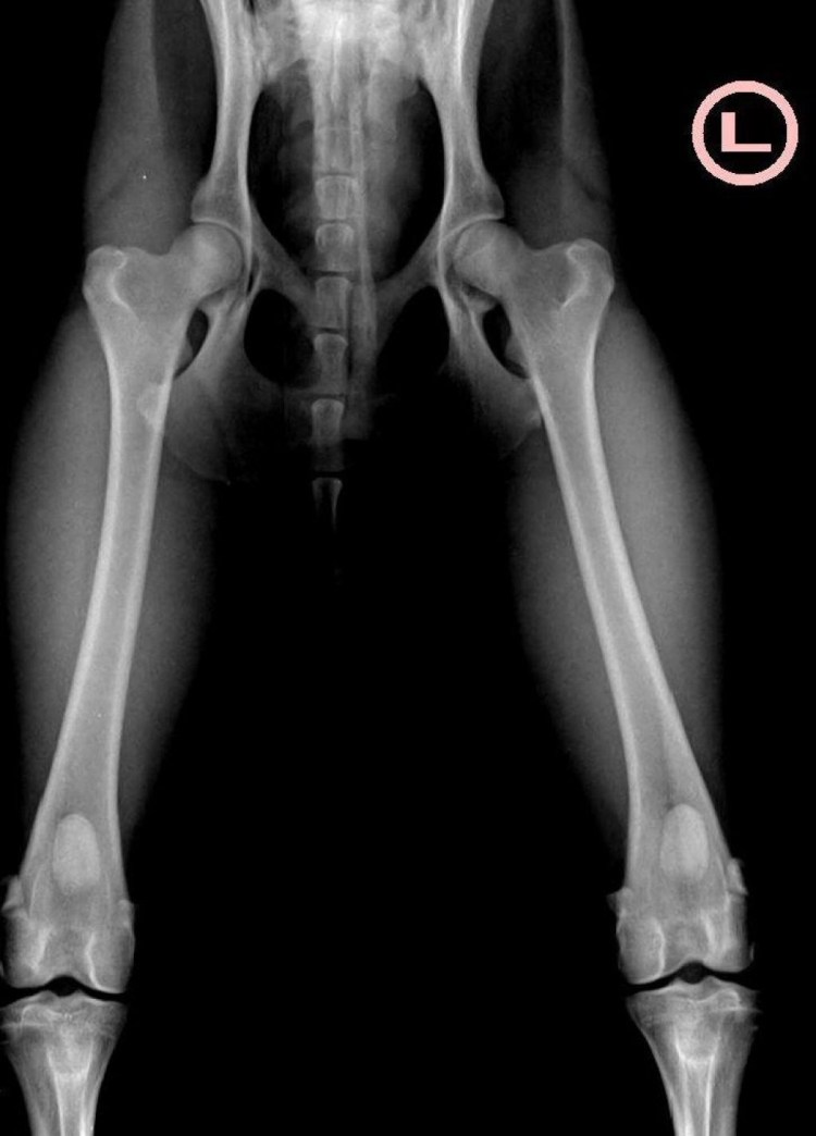 Скакательный сустав у собак рентген