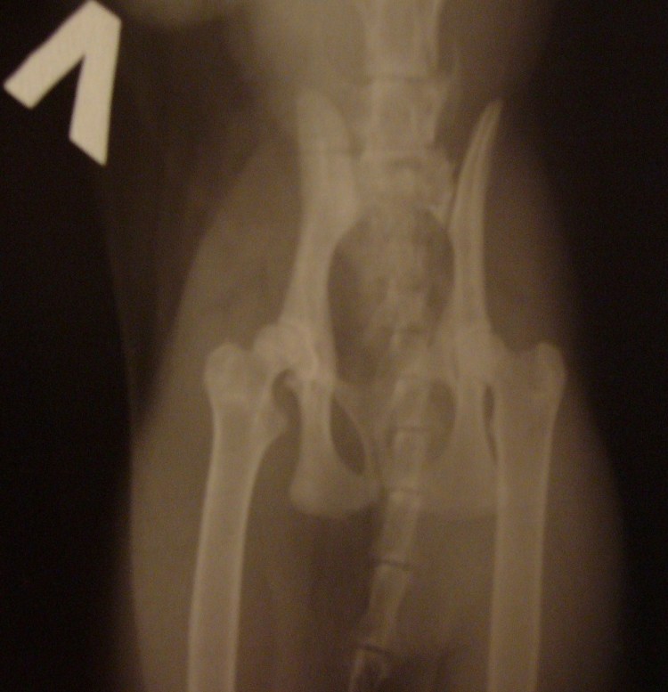 Спондилоторакальная дисплазия