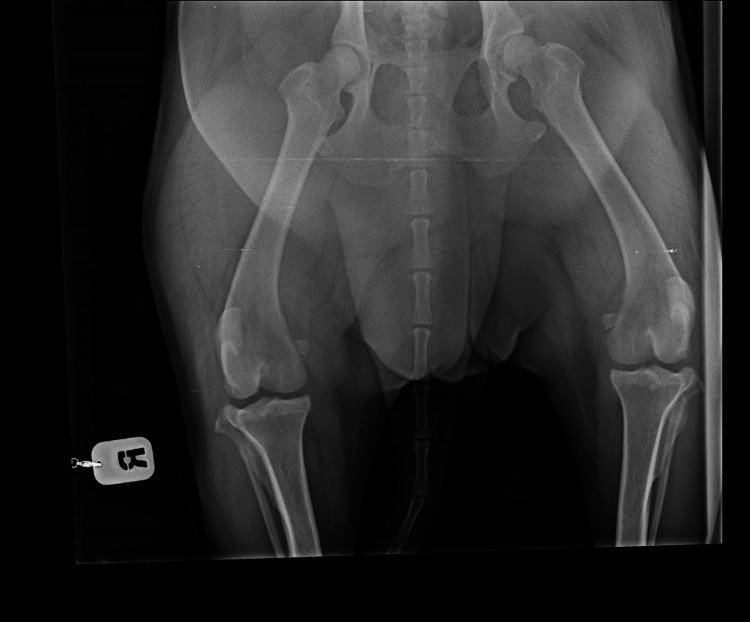 Дисплазия ТБС У собак рентген