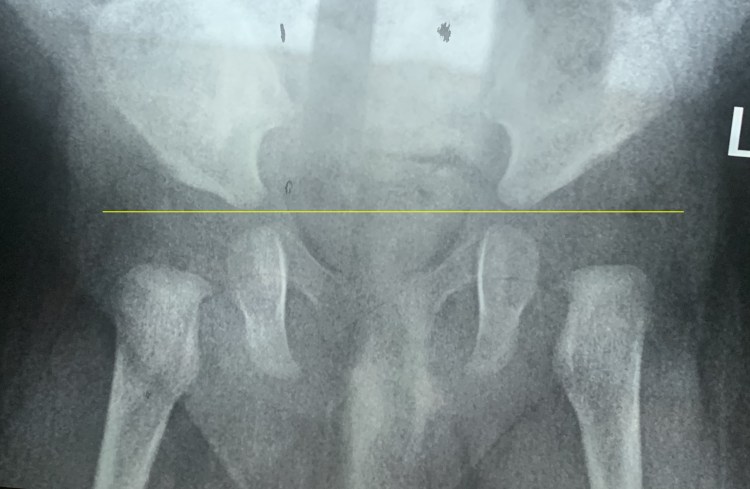 Размет лап у ротвейлера