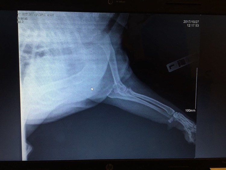 Заплюсневый сустав собаки рентген