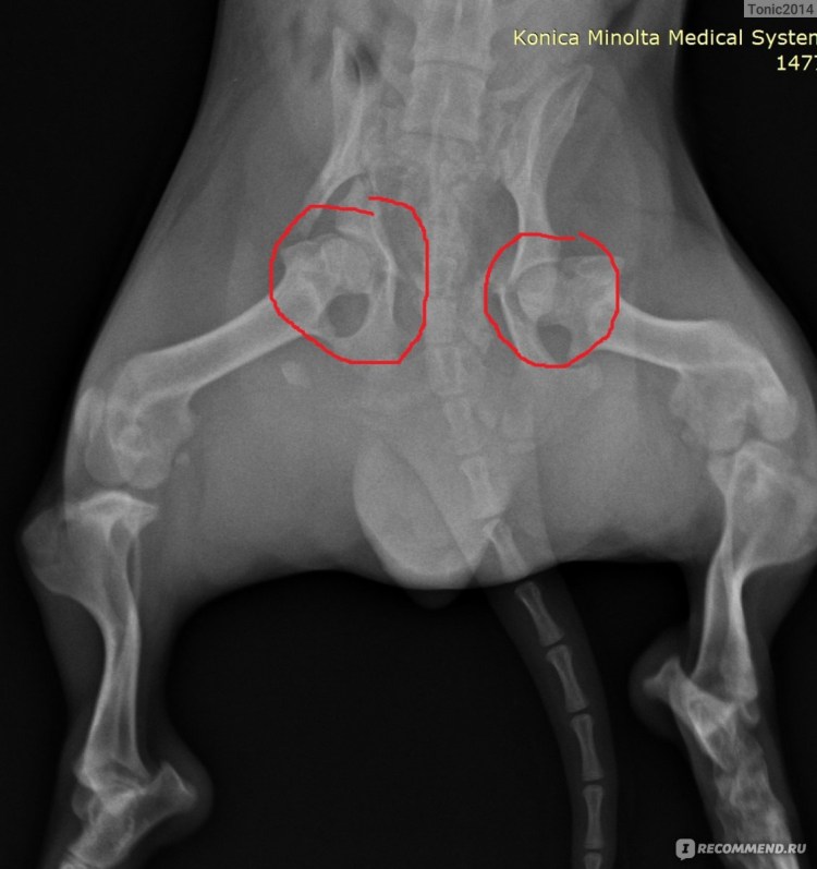 Болезнь суставов у шотландских вислоухих кошек