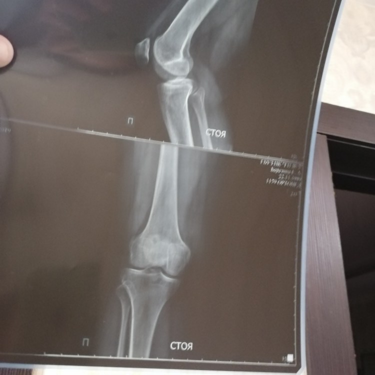 Остеохондродисплазия шотландских вислоухих