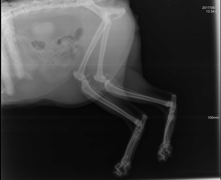 Тазобедренные суставы собаки в норме рентген