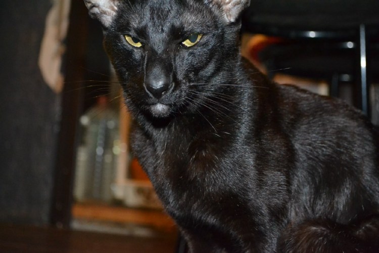 Метис ориентала и обычной