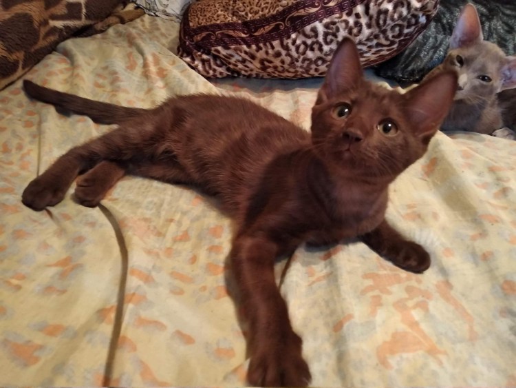 Мейн кун и сфинкс