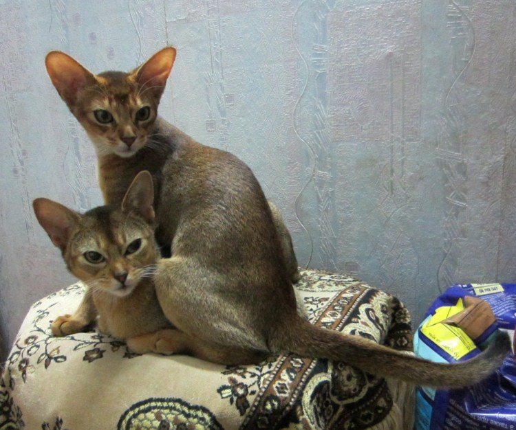 Египетская МАУ И Ориентал