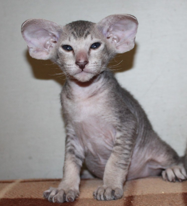 Кошка Ориентал