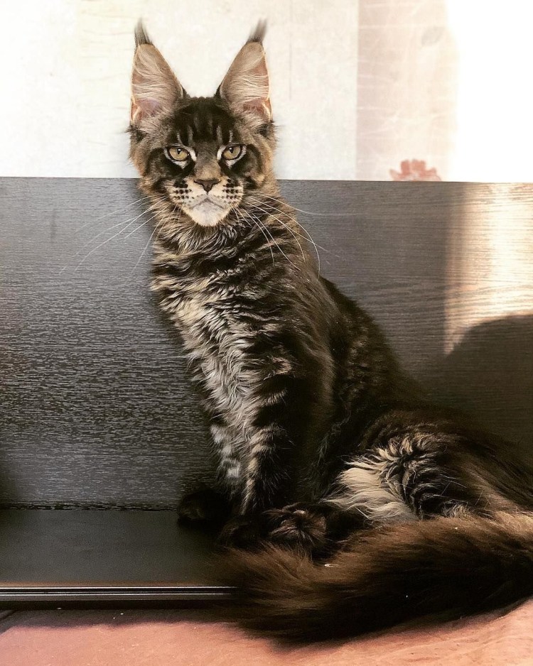 Сиамский кот метис