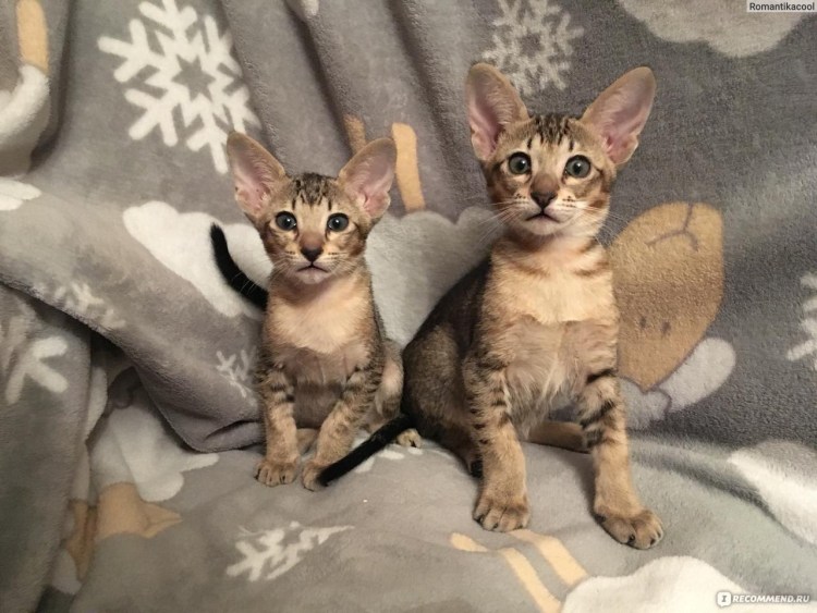 Котята ориенталы метисы