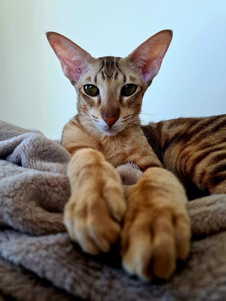 Метис ориентальной кошки