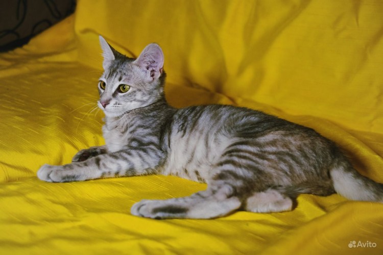 Кошки Ориентал и британец