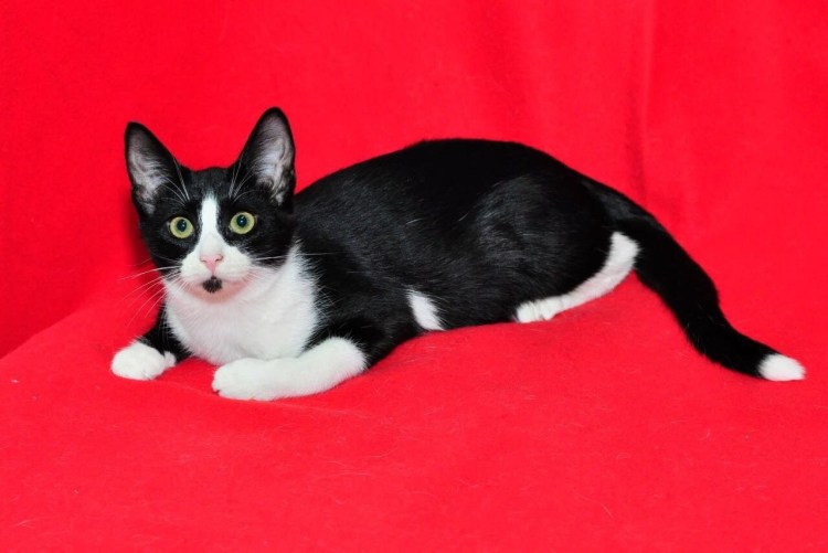 Ориенталы Бурма