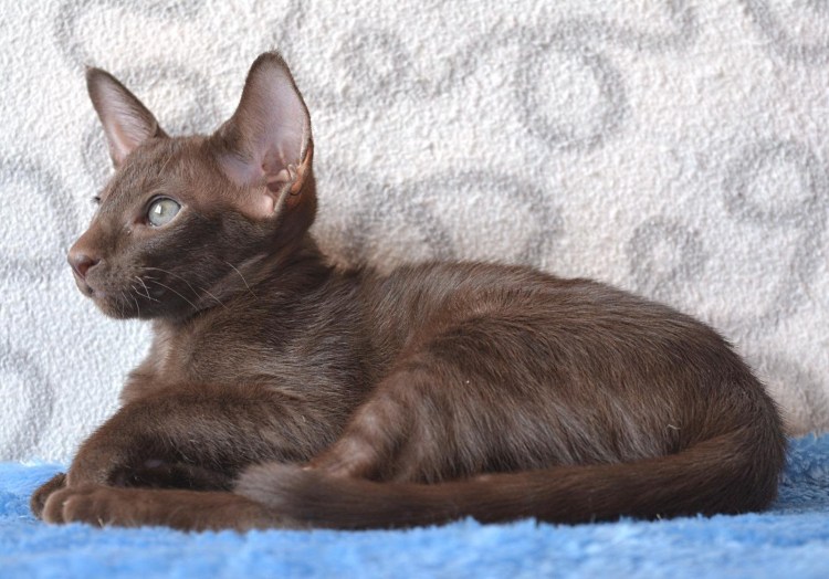 Метисы ориенталов