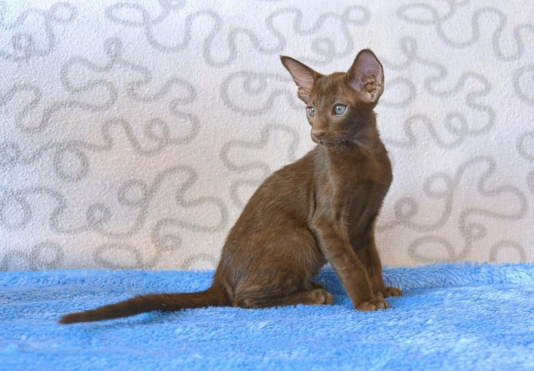 Ориентальная кошка и Петерболд отличия