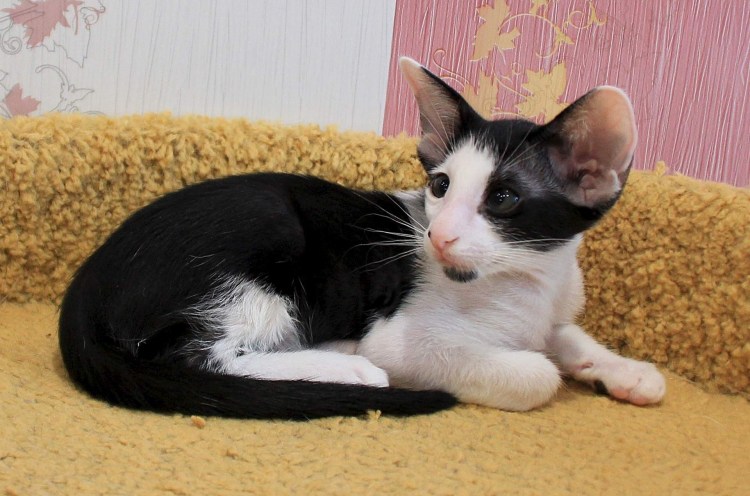 Ориенталы метисы