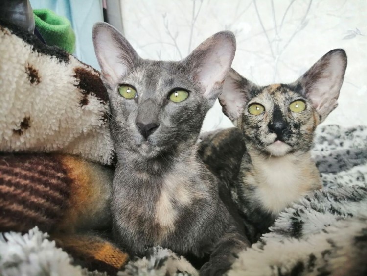 Сиамская кошка Ориентал