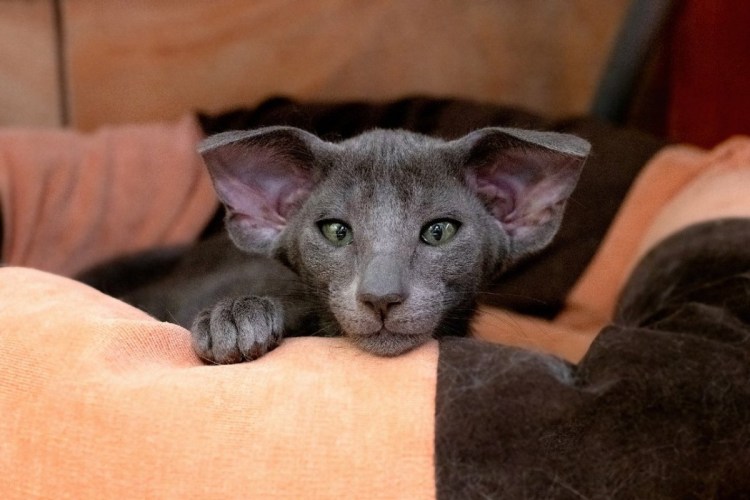 Донской сфинкс с Абиссинской