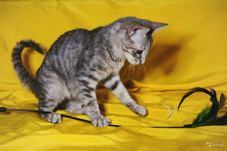 Метис Мейн куна и сфинкса