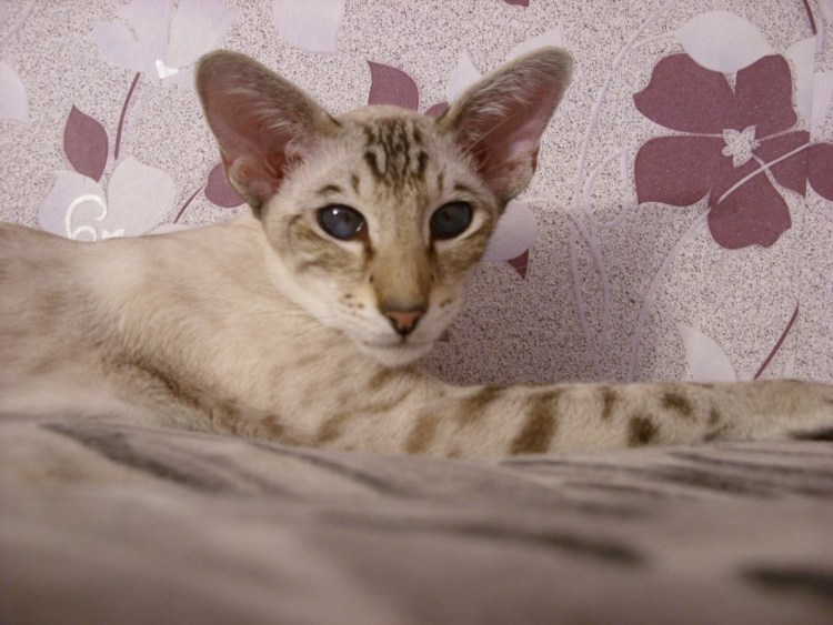 Котенок Ориентал метис в дар