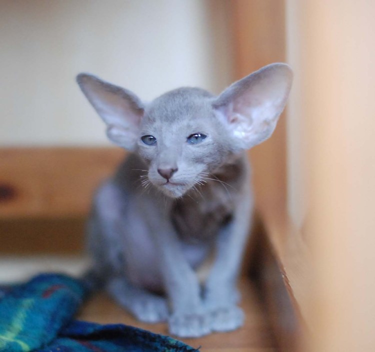 Камышовый бенгал