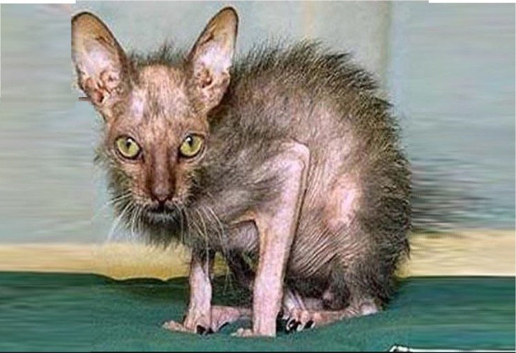 Ориентальная кошка девочка