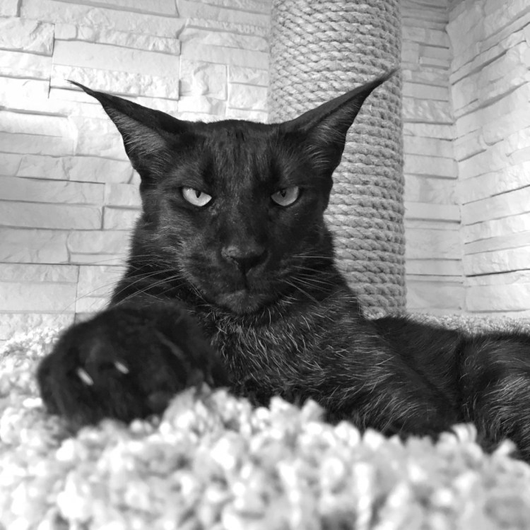 The Cat collection биколорный Ориентал