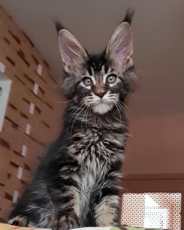 Сфинкс Петерболд браш