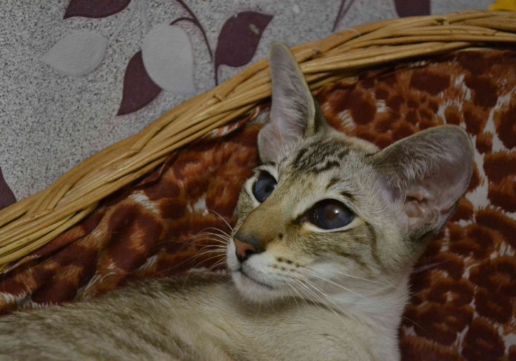 Сиамский Петерболд