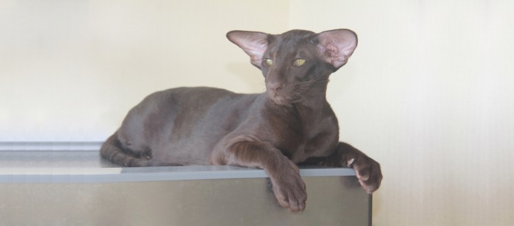 Петерболд Ориентал