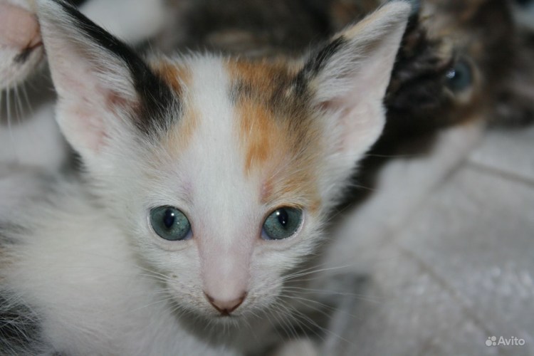 Мейн кун и сфинкс