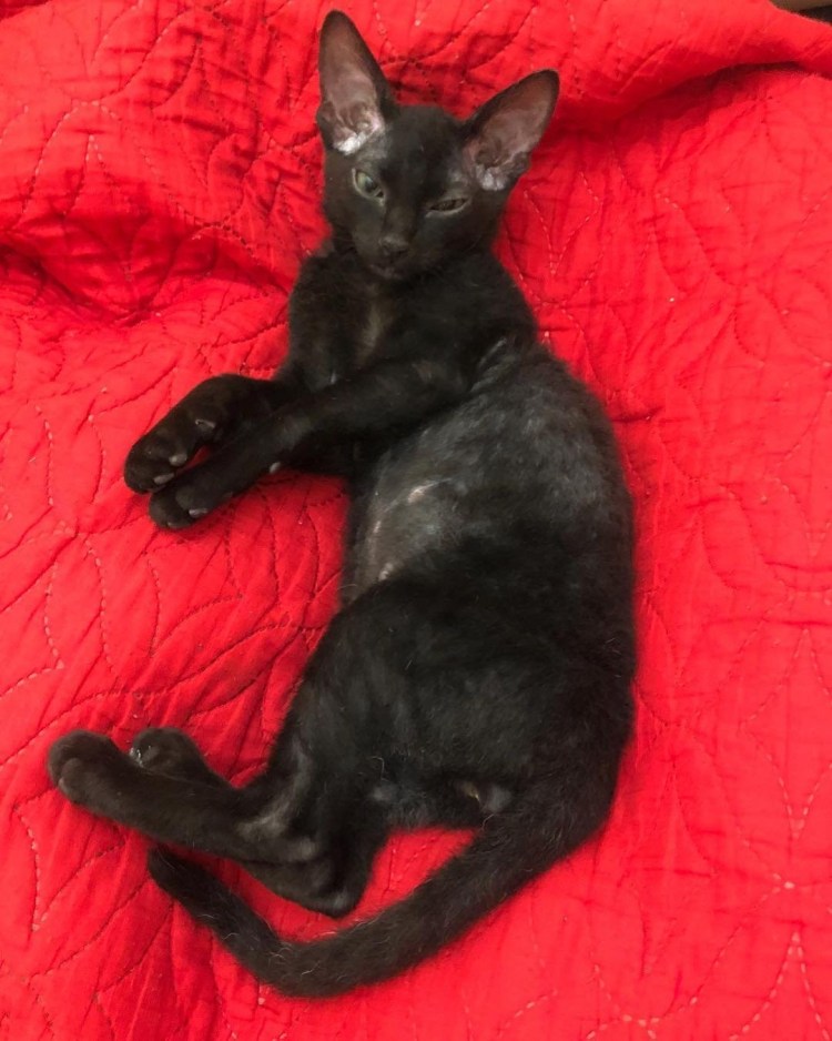 Метис ориентала и Мейн куна