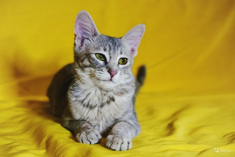 Порода кошек с большими ушами ориенталы