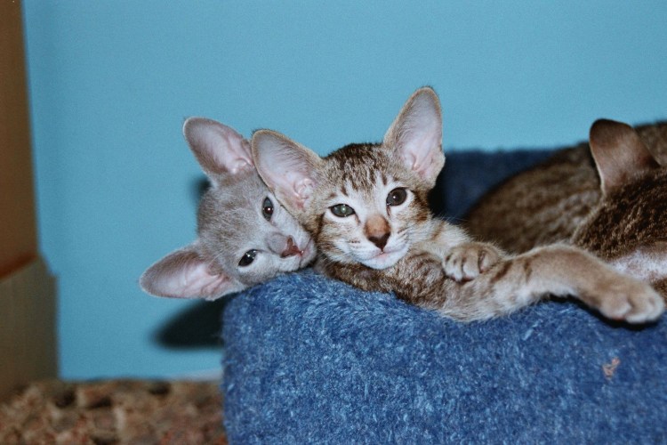 Бенгал метис