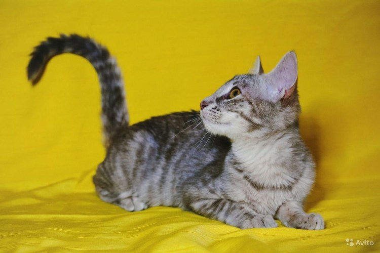 Ориентальная кошка взрослая