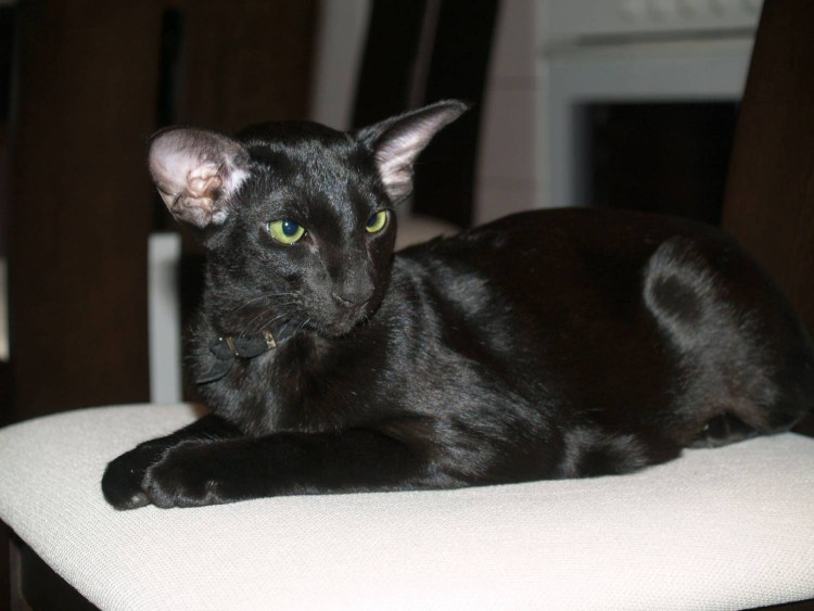 Коты ориенталы во Владивостоке