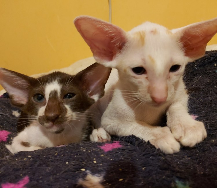 Яванез кошка метисы